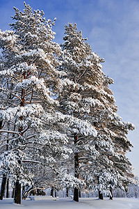 冬日的松树