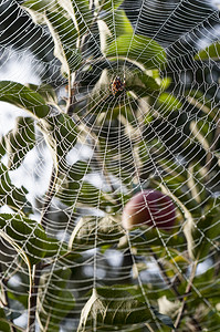 挂在网中央的蜘蛛挂在带露水的树上