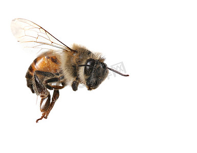 白色背景上的普通蜜蜂