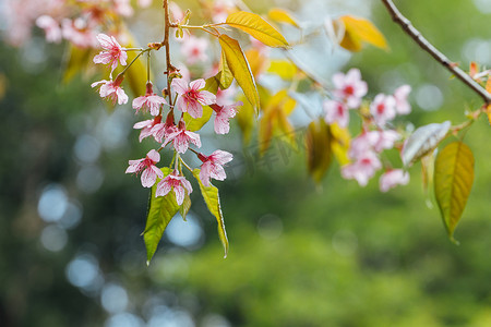 樱花和樱花壁纸