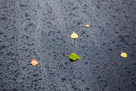 秋雨天深蓝色汽车，黄绿桦叶 — 选择性聚焦，特写模糊