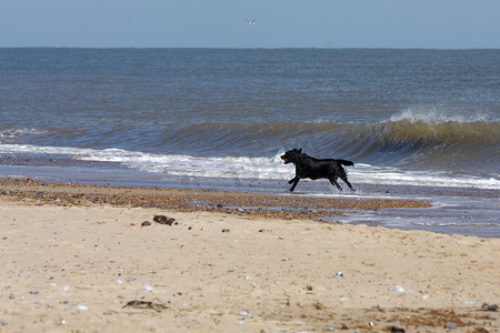 带着红球的黑狗沿着 Winterton-O 的海滩奔跑