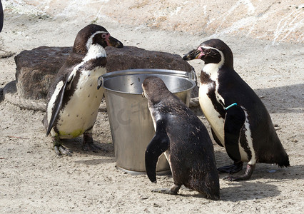 企鹅吃摄影照片_正在喂企鹅