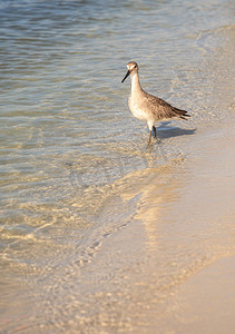 Clam Pass 沿岸的 Willet shorebird Tringa semipalmata