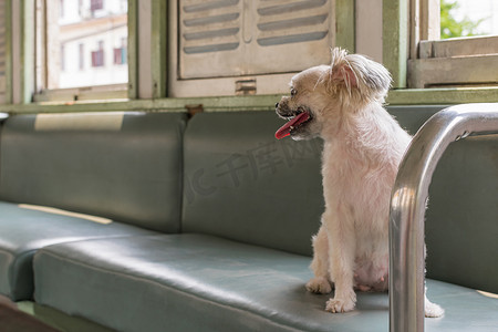 狗等待摄影照片_火车里的狗很可爱，等待旅行
