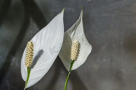 白色和平百合或白鹤芋在阳光下的细节