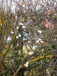 Symphoricarpos albus、雪莓白浆果灌木背景a