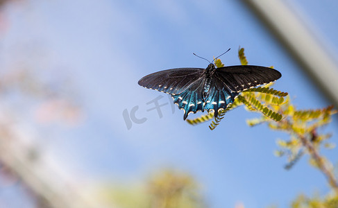 Pipevine Swallowtail 蝴蝶 Battus philenor
