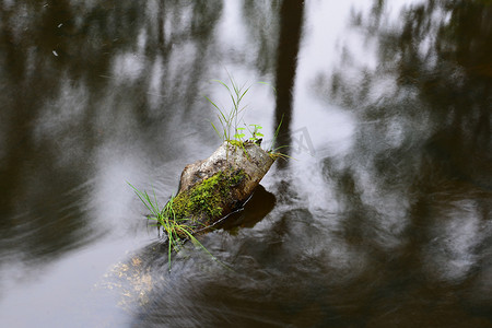 平滑效果摄影照片_当河流在有草的树枝周围流动时，平滑的水流效果。