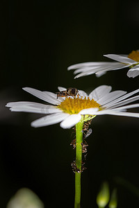 蚂蚁以雏菊上蚜虫的蜜露为食