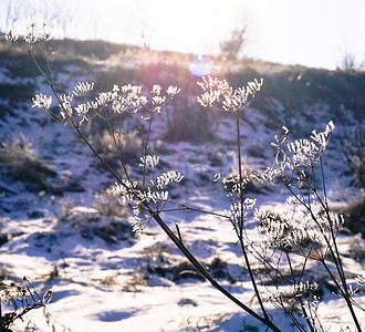 下雪植物摄影照片_被雪覆盖的非常美丽的植物