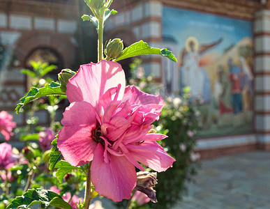 塞尔维亚卡茨修道院的粉色花朵特写和背景中的图标