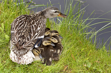 鸭妈妈和宝宝