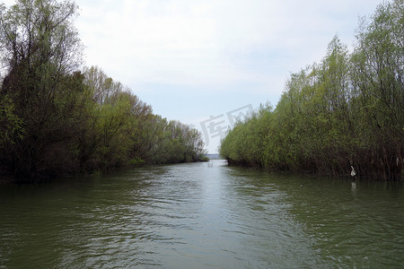 春天的杨树摄影照片_在多瑙河上寻找春天2