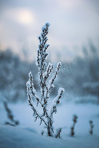 下雪植物摄影照片_雪中​​的植物