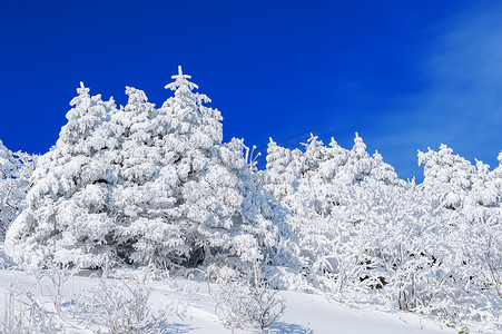 美好的冬天风景，用白色雪和蓝天盖的树。