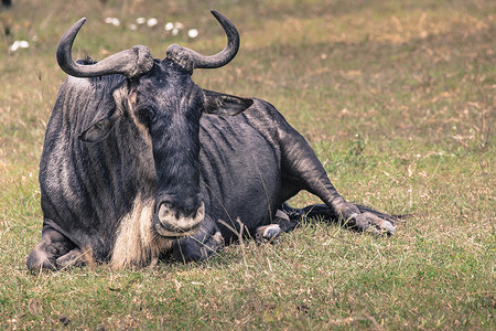 牛羚妈妈和刚出生的小牛，恩戈罗恩戈罗火山口，坦兹