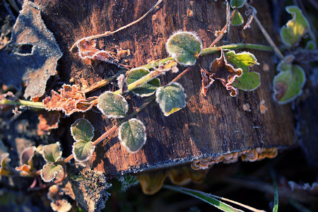 下雪植物摄影照片_冬天有白霜的冷冻植物