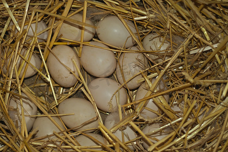 巢中的一堆鸭蛋被干草包围