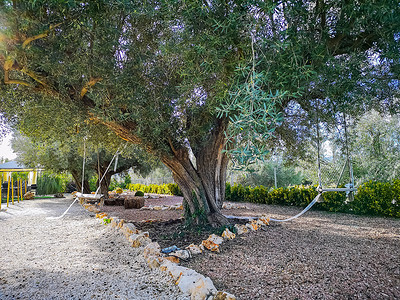 百年橄榄树在花园里