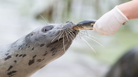 海豹被喂食