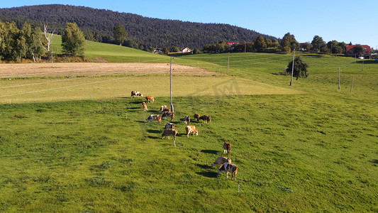 岳阳楼航拍摄影照片_在山地牧场上放牧的牛群，航拍