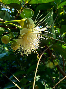 yzygium aqueum（水玫瑰苹果、水苹果、铃果）花与自然背景。