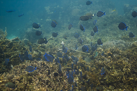 蓝塘鱼群