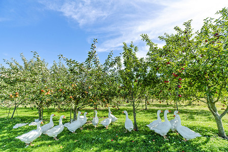 绿色鹅摄影照片_农村环境中苹果树下的鹅