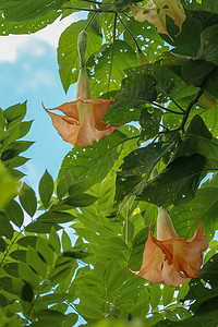 许多黄色的 Brugmansia 在巴厘岛命名为天使喇叭或曼陀罗花开花。