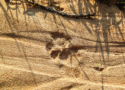 克鲁格国家公园地面上新鲜的狮子足迹