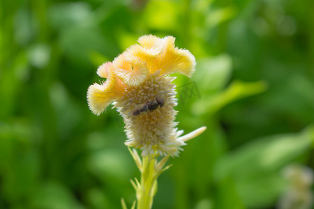 鲜花从摄影照片_蜜蜂从花中采集花蜜