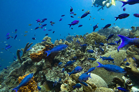 克里奥尔濑鱼群在珊瑚礁中游弋的蓝鱼