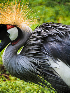 非洲灰冠鹤鸟