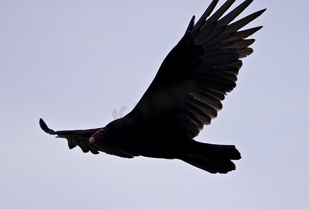 黑色的翅膀图片摄影照片_天空中一只秃鹰的孤立形象