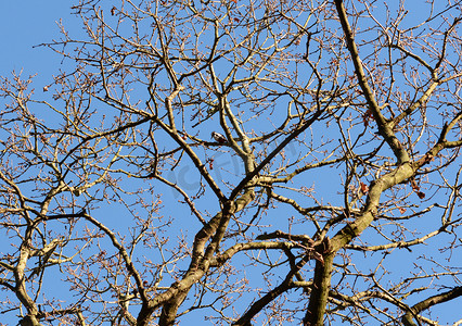 霍山石斛摄影照片_大斑啄木鸟高高在光秃秃的橡树树枝间