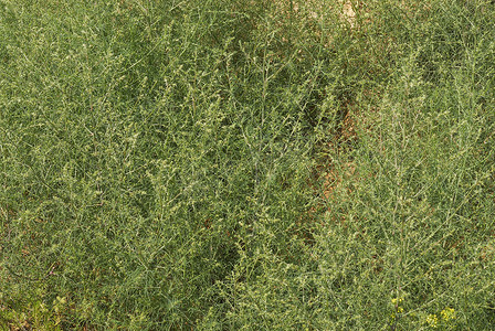 过敏原摄影照片_猪毛菜、过敏原植物