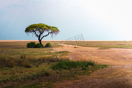 非洲纳米比亚埃托沙国家公园孤独的金合欢树