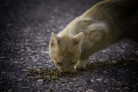 流浪猫摄影照片_流浪猫吃东西