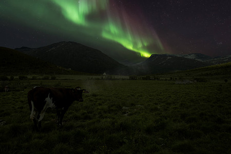 挪威山区的一头母牛与极光