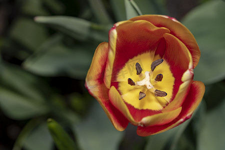 绿色春光摄影照片_在春光下展示雌蕊和雄蕊的大开和完全绽放的红色和黄色郁金香花