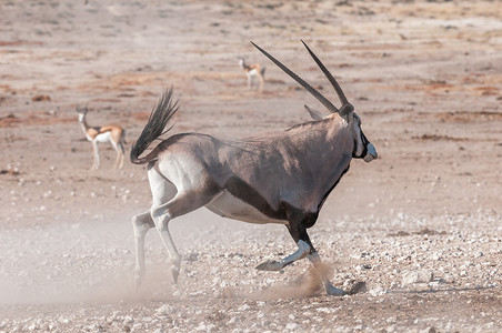 大羚羊，大羚羊瞪羚，也叫大羚羊，奔跑