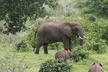 非洲博茨瓦纳大草原上的野生大象 (Elephantidae)