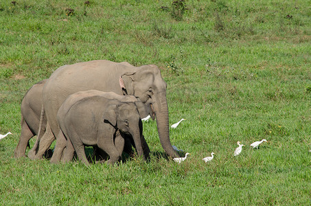 濒危动物摄影照片_亚洲象是亚洲的五大动物