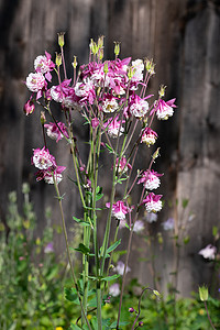 春天中摄影照片_自然背景中的紫色耧斗菜花，特写