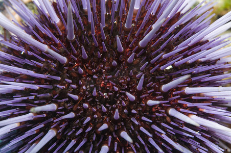 紫海胆 (Strongylocentrotus purpuratus)