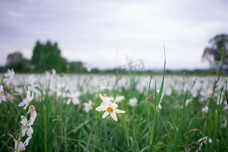 自然公园绿色春田上的白水仙花