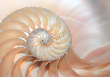 横截面鹦鹉螺海壳中的斐波那契模式