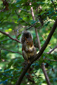 大尾巴松鼠摄影照片_小松鼠在高高的树上大快朵颐。