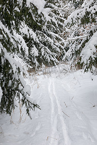 宁静的冬季景观，树木被雪覆盖